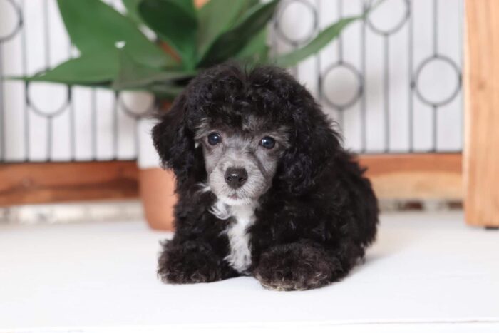 Lennon - Playful ACA Male Toy Poodle Puppy - Image 2