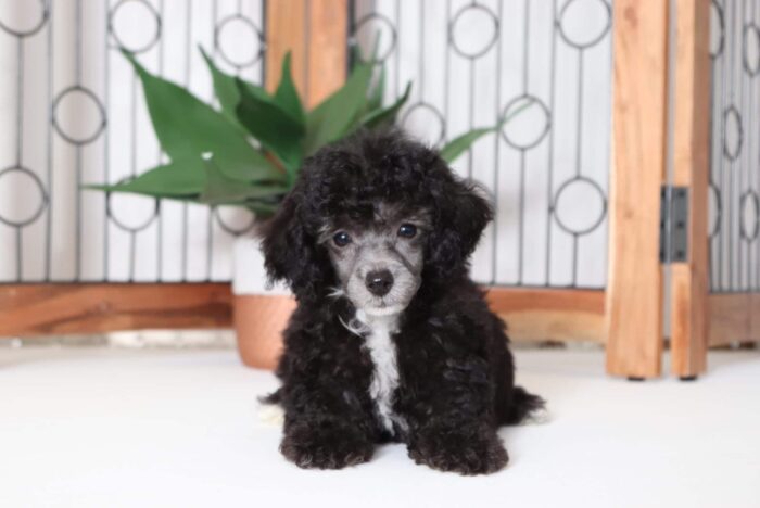 Lennon - Playful ACA Male Toy Poodle Puppy - Image 3