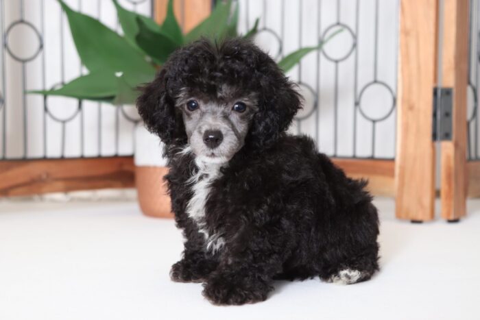 Lennon - Playful ACA Male Toy Poodle Puppy - Image 4