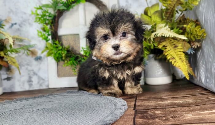 Leo -Snuggly Male Teddy Bear Puppy - Image 2