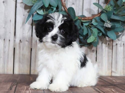 Lhasa Poo