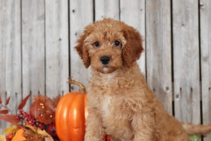 Lewis - Handsome Red Mini Golden Doodle