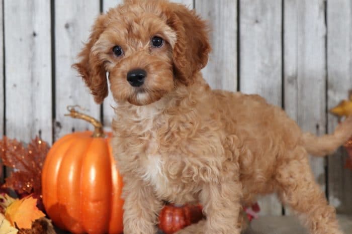 Lewis - Handsome Red Mini Golden Doodle - Image 2