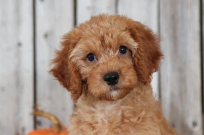 Lewis - Handsome Red Mini Golden Doodle - Image 3