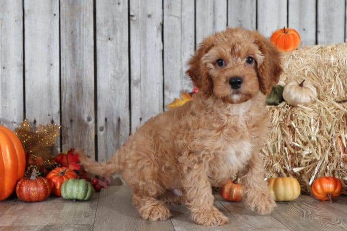 Lewis - Handsome Red Mini Golden Doodle - Image 4