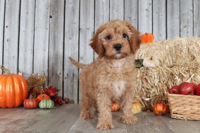 Lewis - Handsome Red Mini Golden Doodle - Image 5