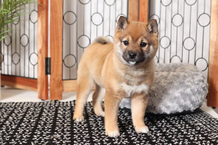 Lexi- Loving Tan Female ACA Shiba Inu Puppy