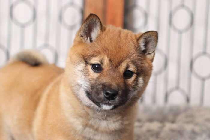 Lexi- Loving Tan Female ACA Shiba Inu Puppy - Image 2