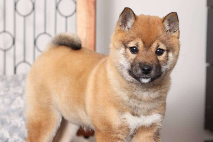 Lexi- Loving Tan Female ACA Shiba Inu Puppy - Image 3