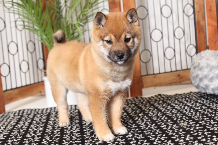 Lexi- Loving Tan Female ACA Shiba Inu Puppy - Image 4