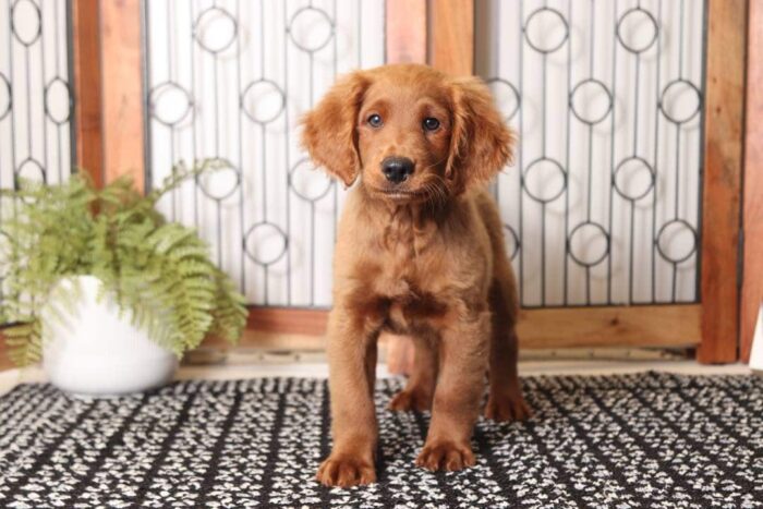 Liam- Loving Male F1 Mini Goldendoodle