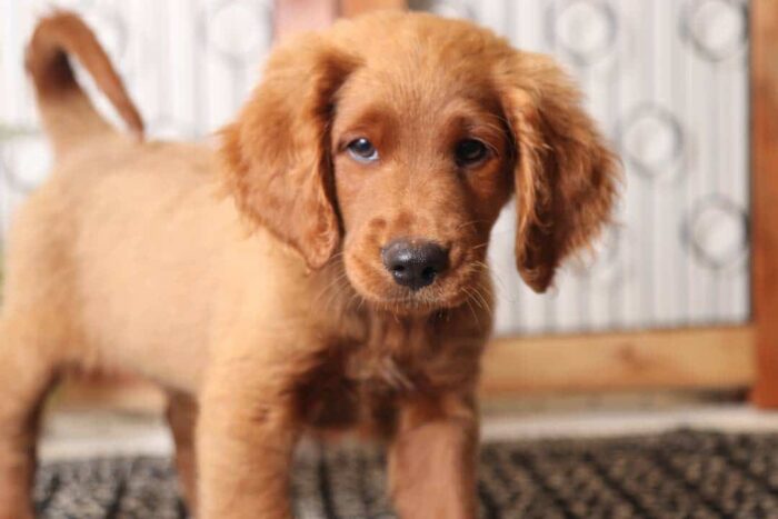 Liam- Loving Male F1 Mini Goldendoodle - Image 2