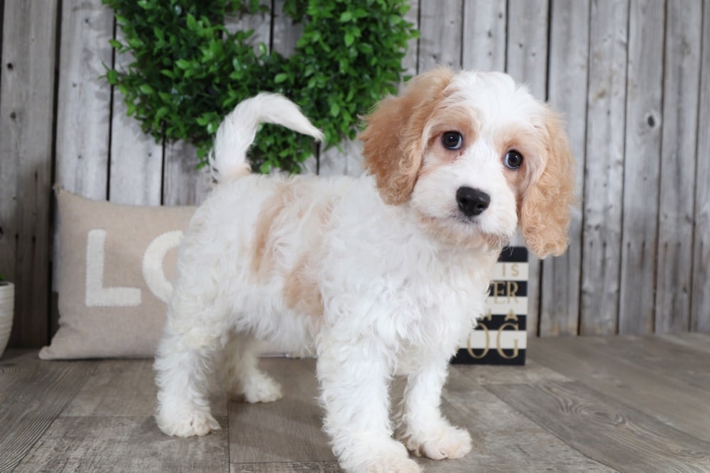 Liam - Astonishing Cavachon Puppy - Image 2