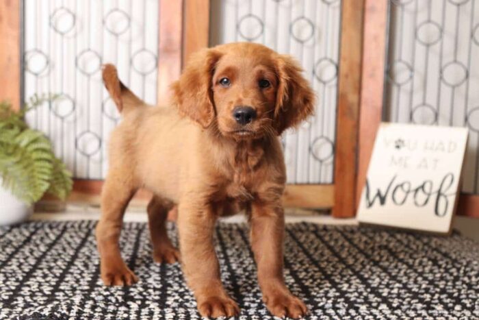 Liam- Loving Male F1 Mini Goldendoodle - Image 3