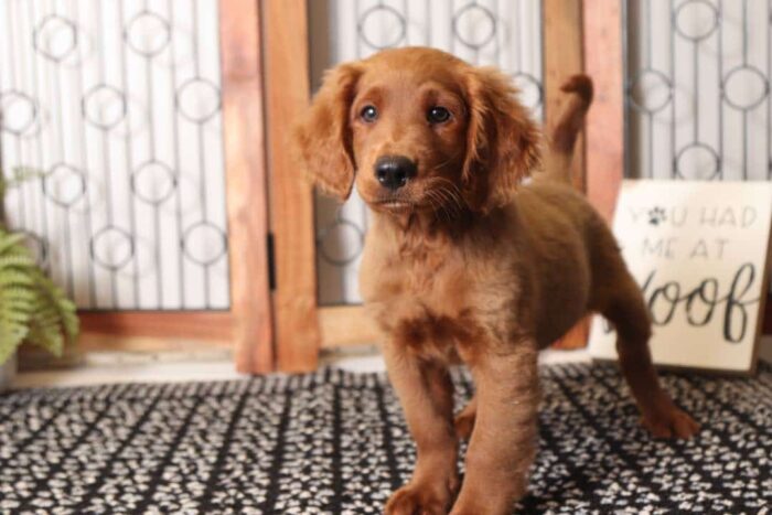 Liam- Loving Male F1 Mini Goldendoodle - Image 4