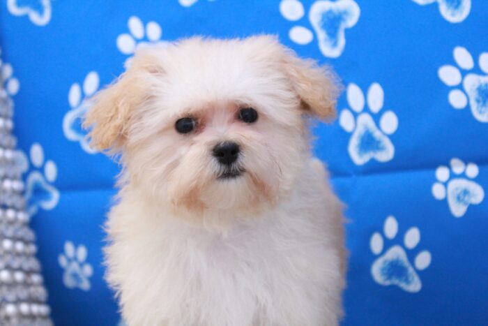 Liana - Beautiful Cream Female Malti-Poo Puppy - Image 2
