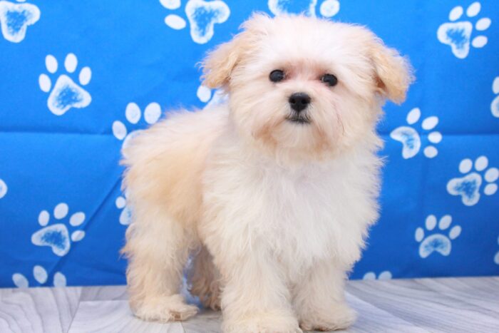 Liana - Beautiful Cream Female Malti-Poo Puppy