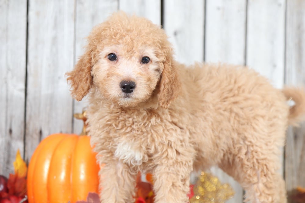 Liberty - Lovely Mini Goldendoodle - Image 3