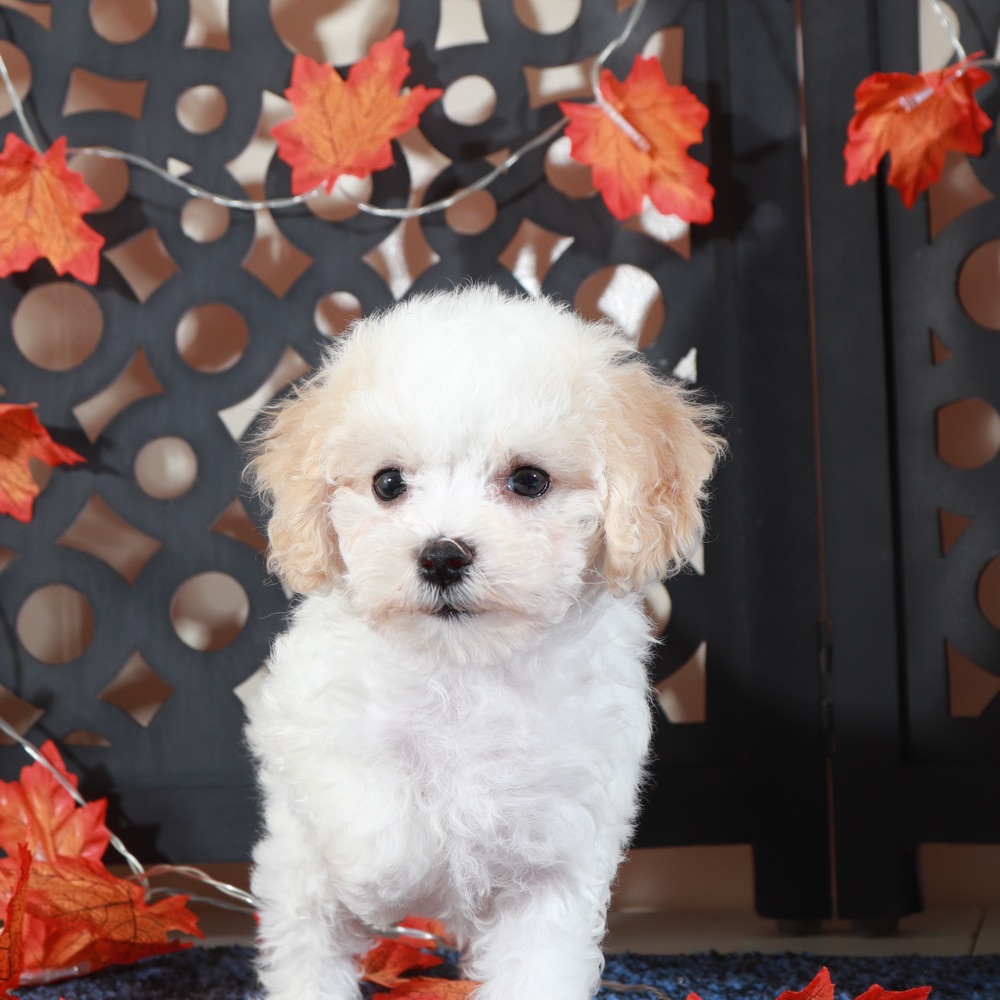 Lily- Darling Female Poochon - Image 4