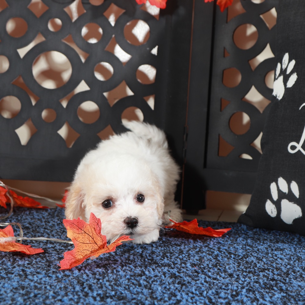 Lily- Darling Female Poochon - Image 5