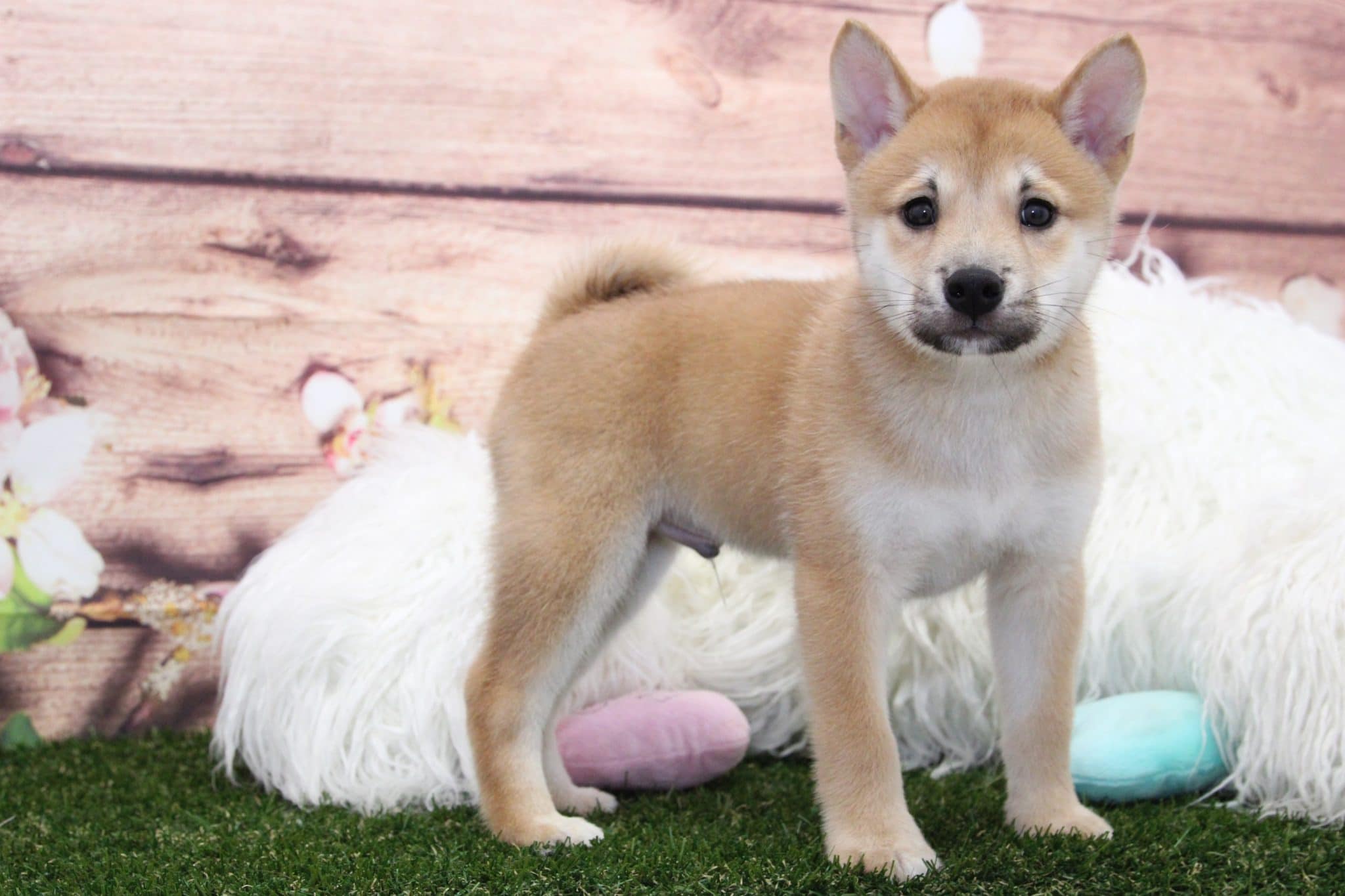 Link- Adventurous Male Shiba Inu Puppy - Image 2