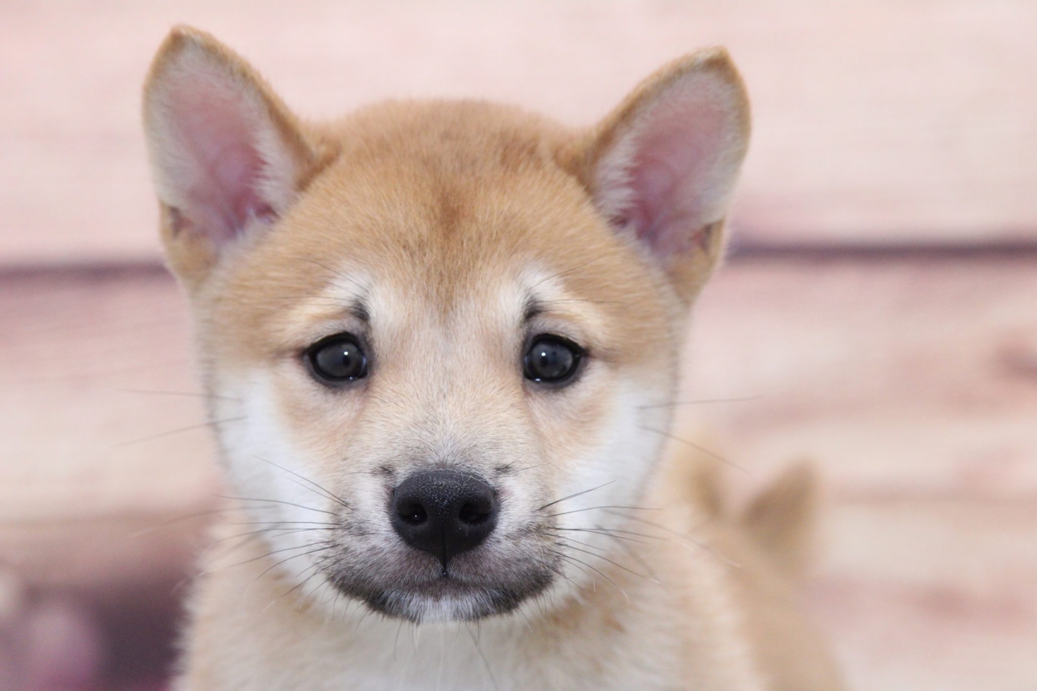Link- Adventurous Male Shiba Inu Puppy - Image 3