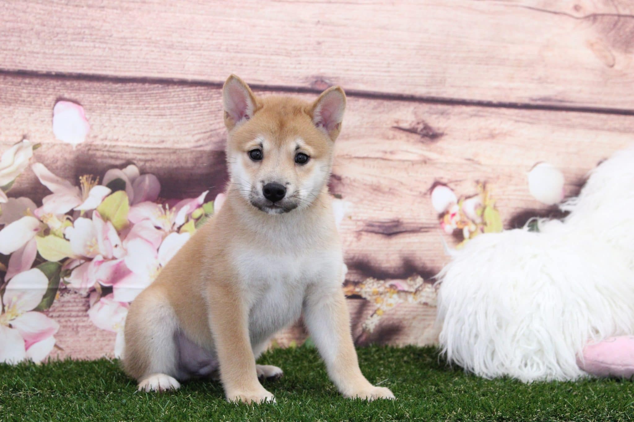 Link- Adventurous Male Shiba Inu Puppy - Image 4
