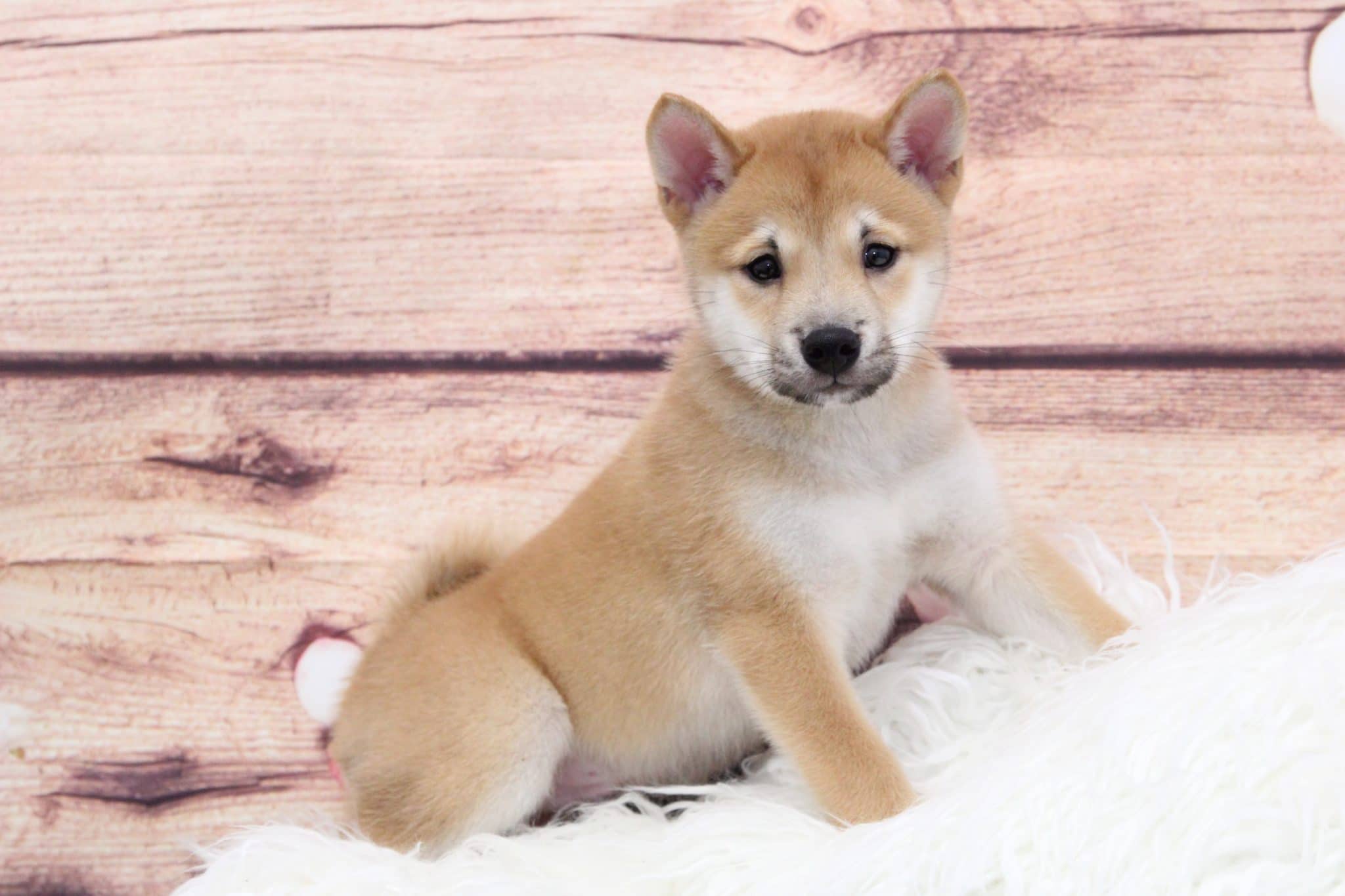 Link- Adventurous Male Shiba Inu Puppy