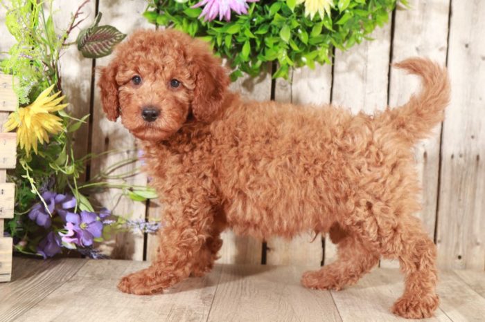 Lloyd - Loving Mini Goldendoodle - Image 2
