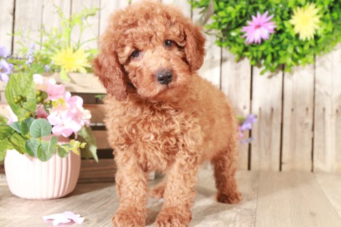 Lloyd - Loving Mini Goldendoodle - Image 3