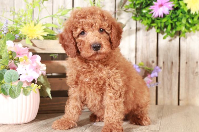 Lloyd - Loving Mini Goldendoodle