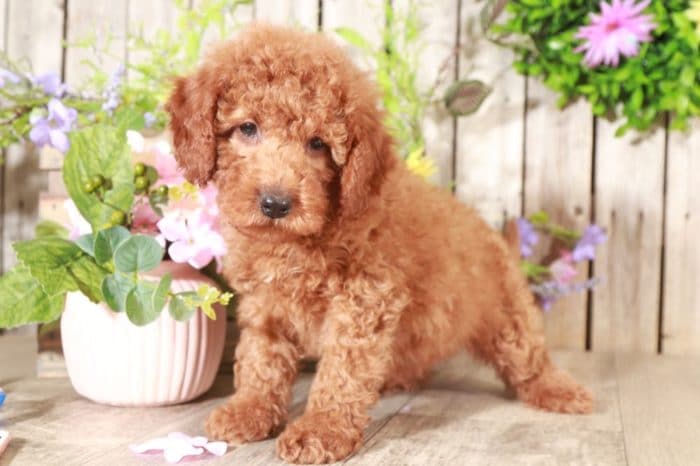 Lloyd - Loving Mini Goldendoodle - Image 4