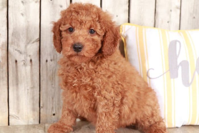 Lloyd - Loving Mini Goldendoodle - Image 5