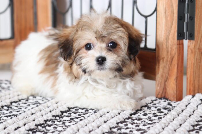 Lollie - Awesome Female Teddy Bear Puppy
