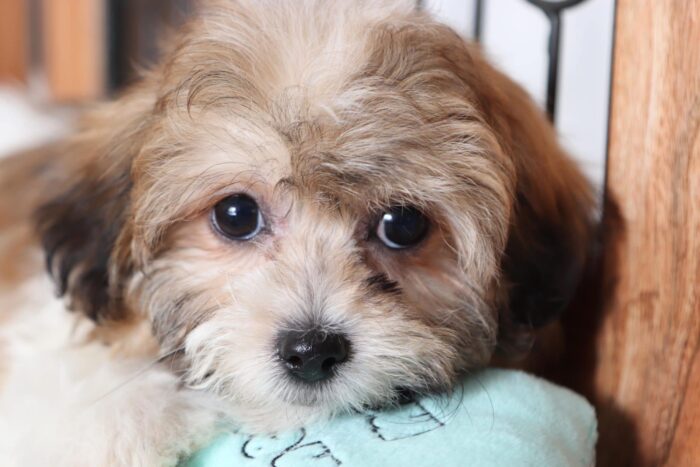 Lollie - Awesome Female Teddy Bear Puppy - Image 2