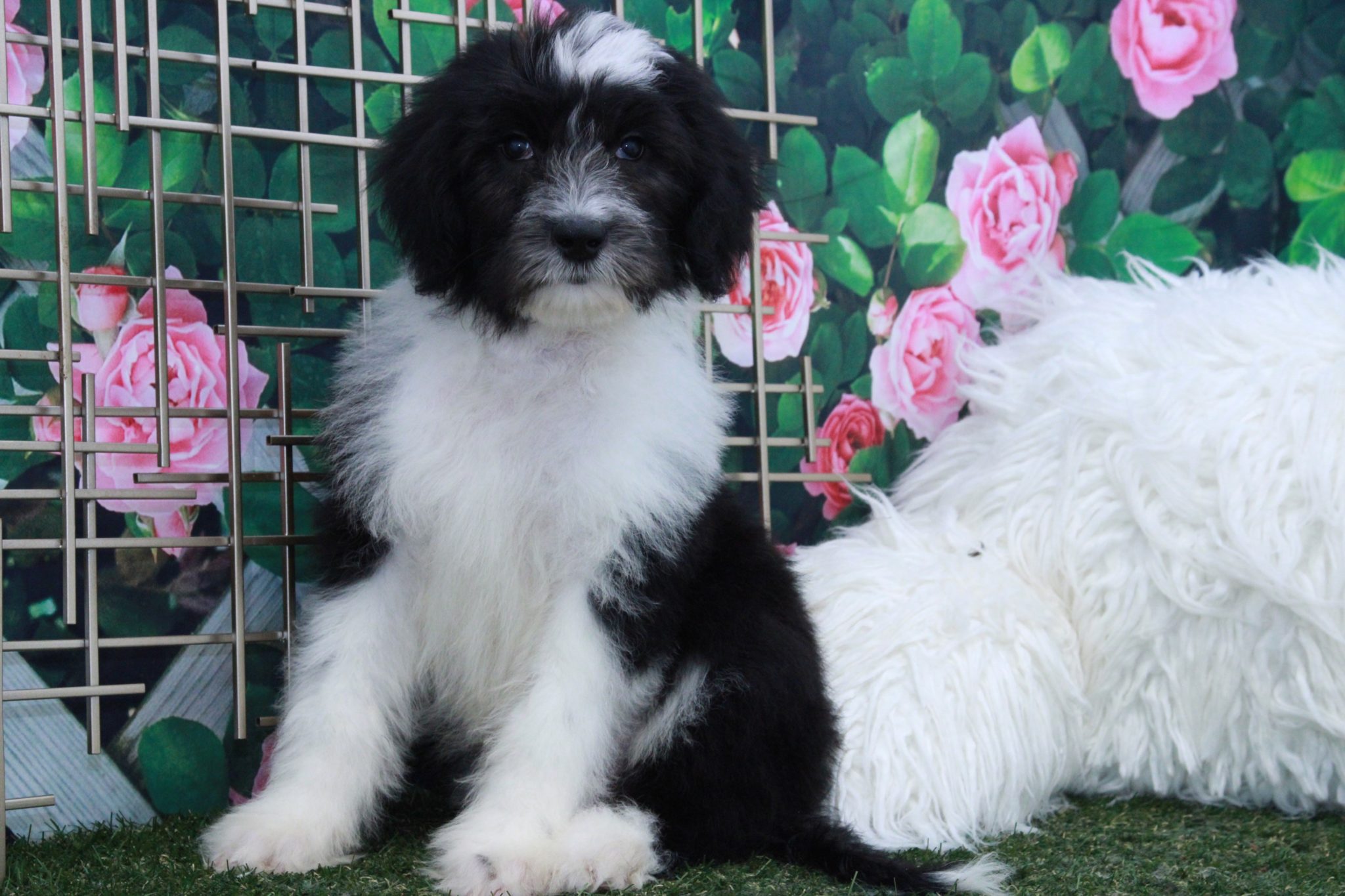 Lopez - Eccentric Male Sheepadoodle Puppy - Image 2