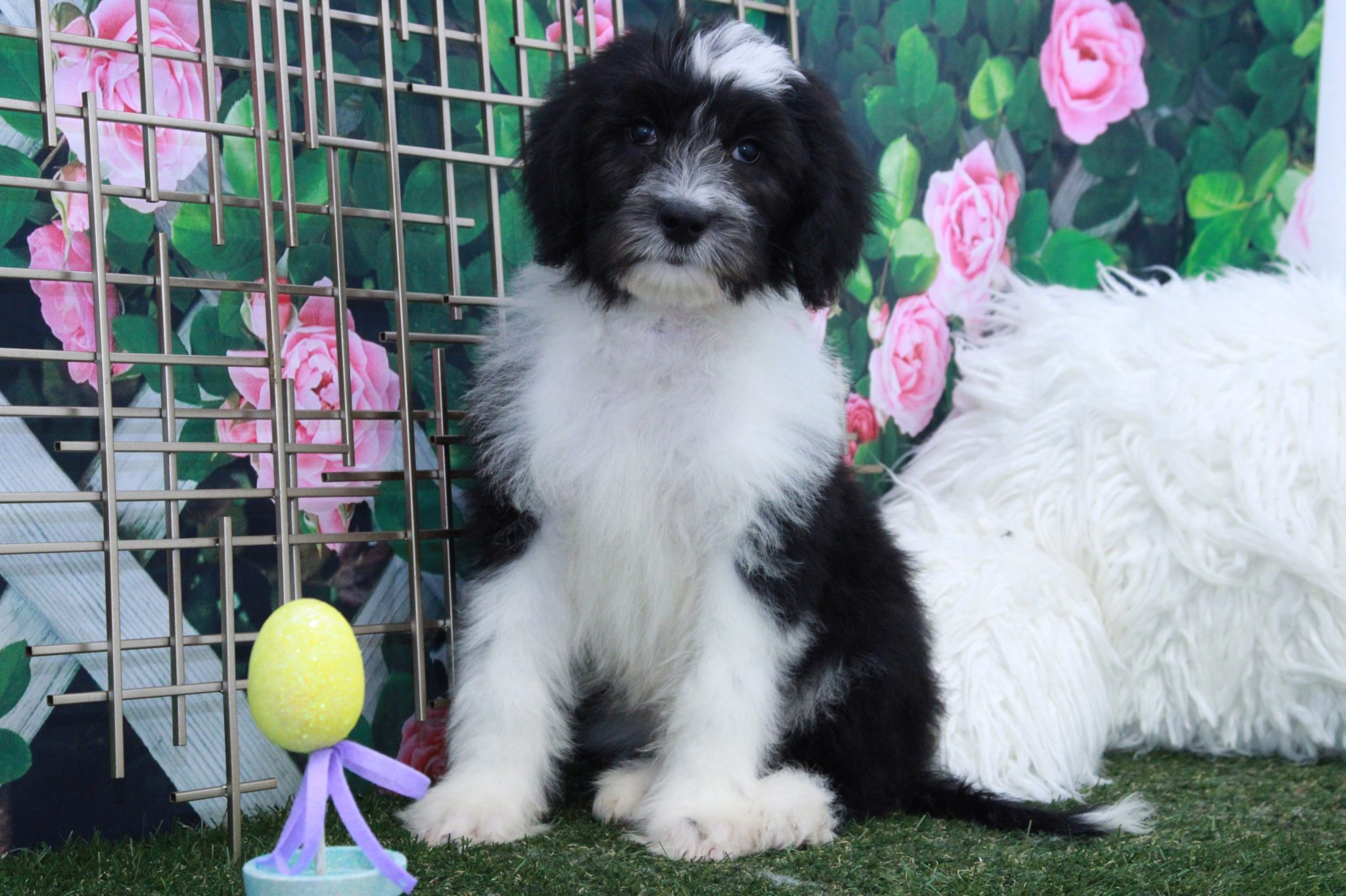 Lopez - Eccentric Male Sheepadoodle Puppy - Image 3