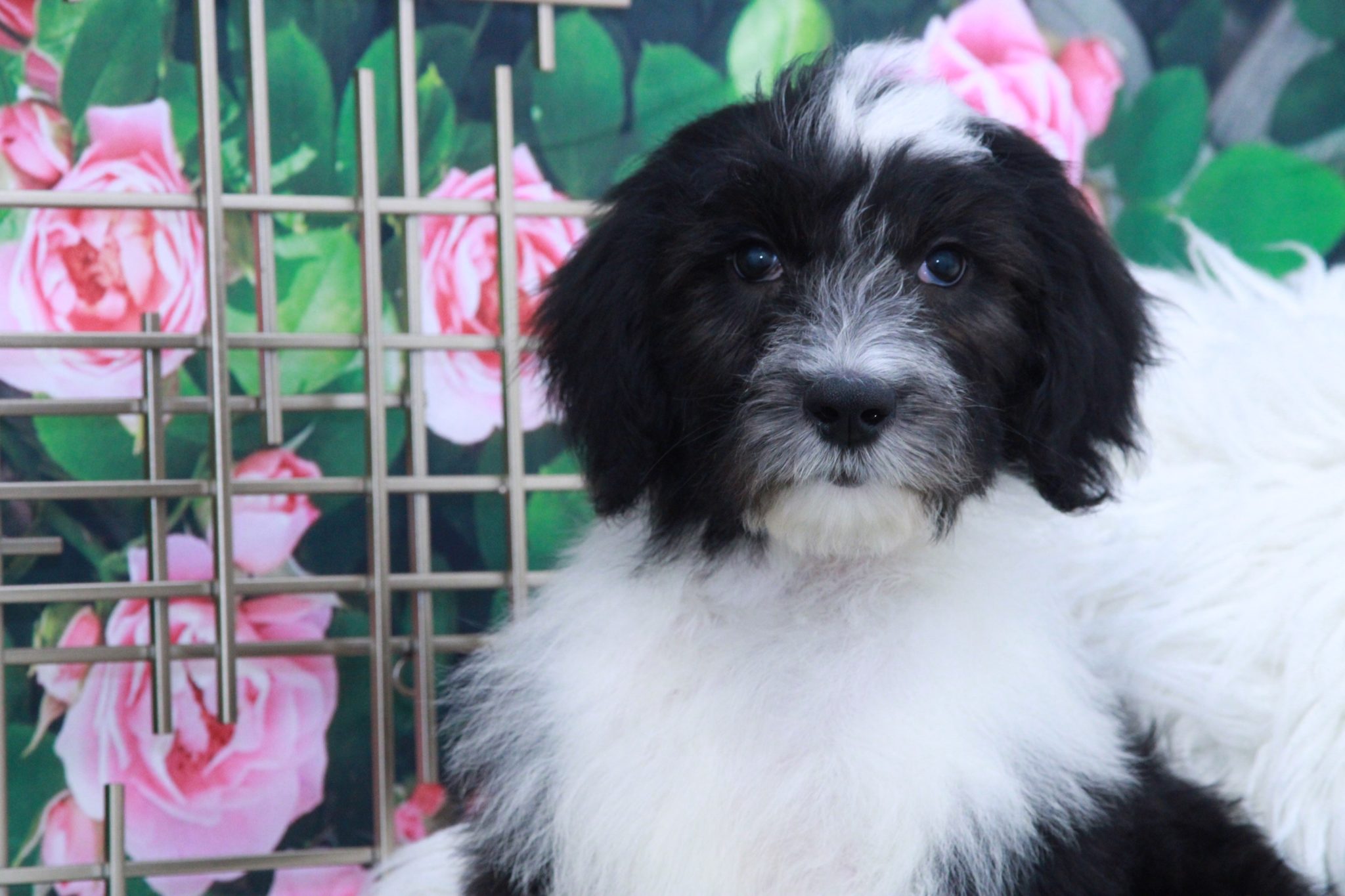 Lopez - Eccentric Male Sheepadoodle Puppy - Image 4