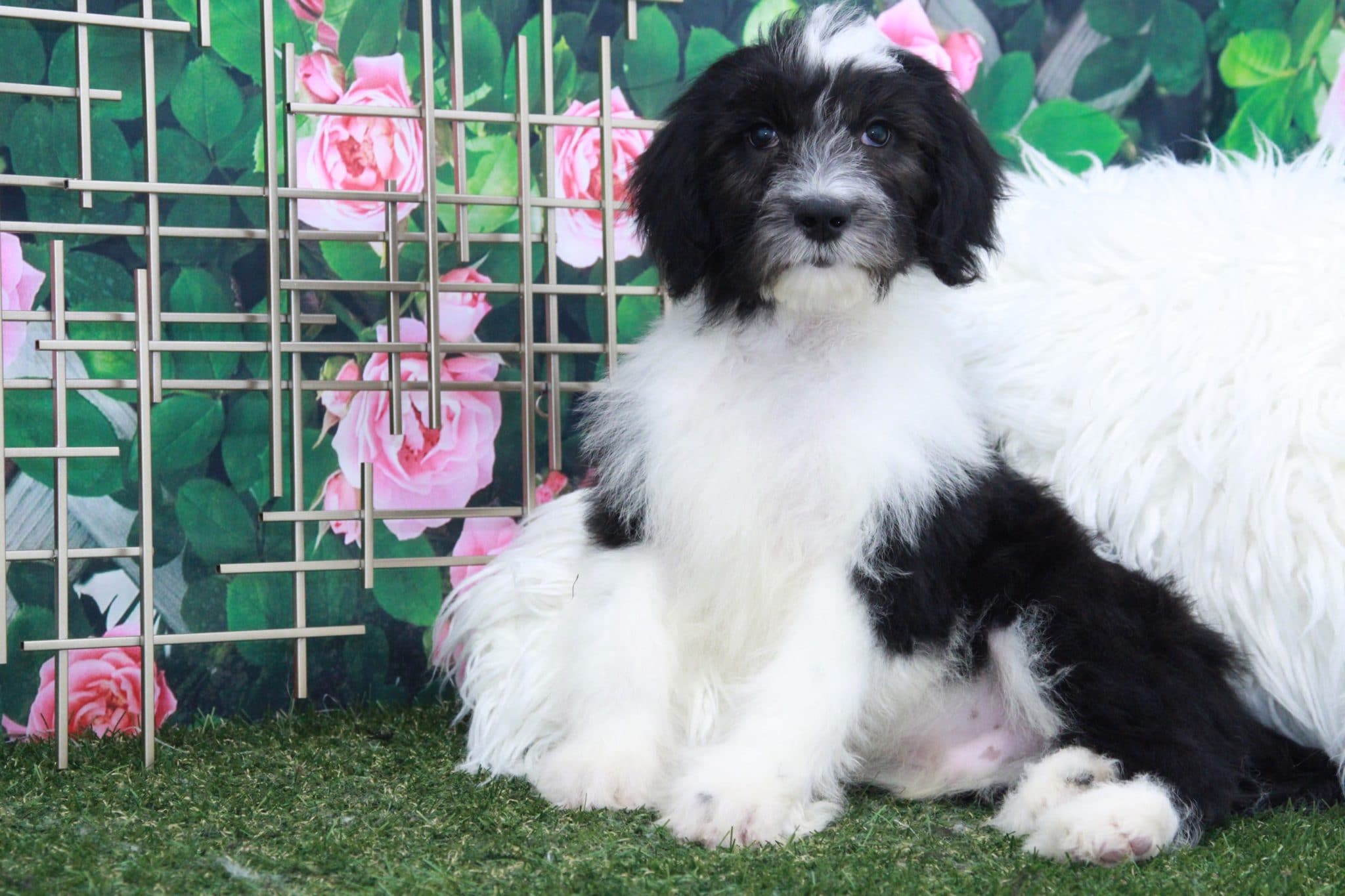 Lopez - Eccentric Male Sheepadoodle Puppy