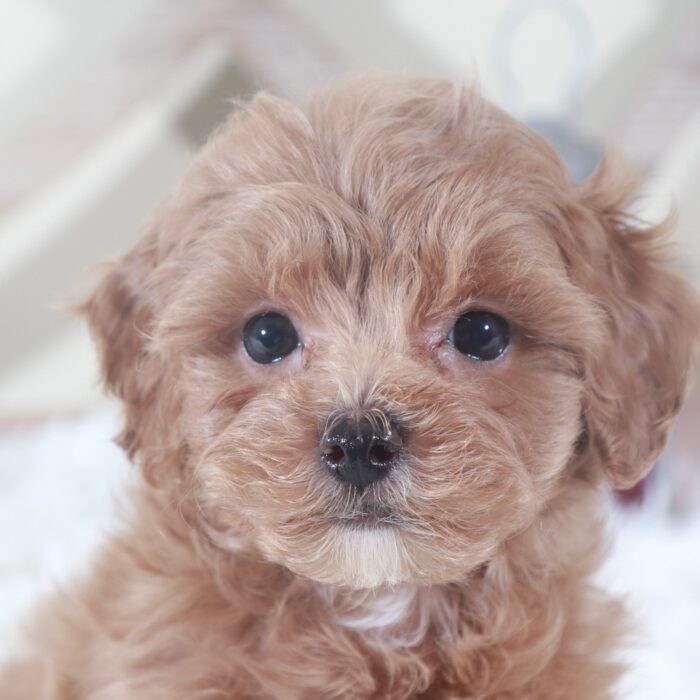 Lottie-Gorgeous Shih-poo Puppy - Image 2