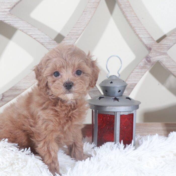 Lottie-Gorgeous Shih-poo Puppy - Image 3