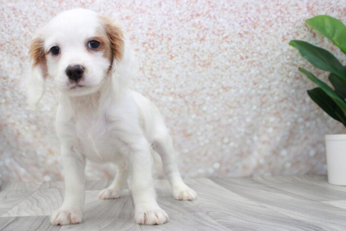 Louie11-scaled-1.jpg