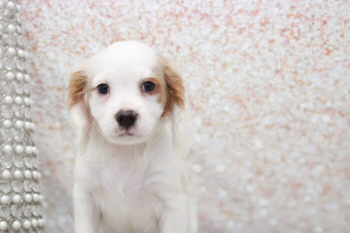 Louie13-scaled-1.jpg
