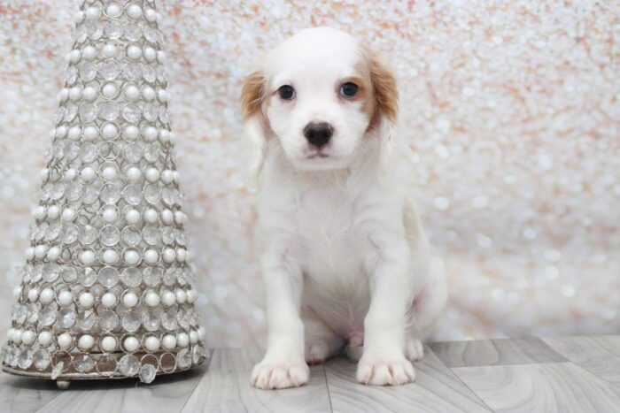 Louie15-scaled-1.jpg