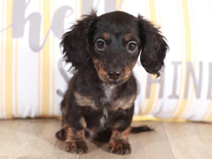 Luca - Handsome Dachshund