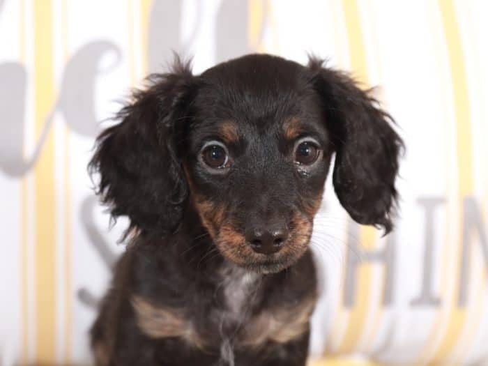 Luca - Handsome Dachshund - Image 2