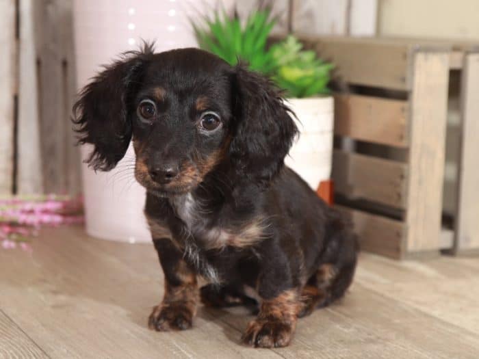Luca - Handsome Dachshund - Image 4