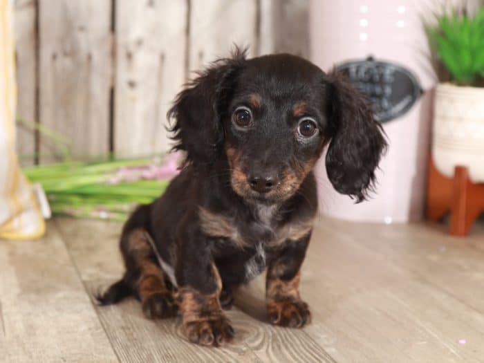 Luca - Handsome Dachshund - Image 3