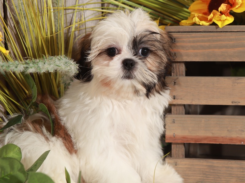 Lucy - Wonderful Shih-Tzu