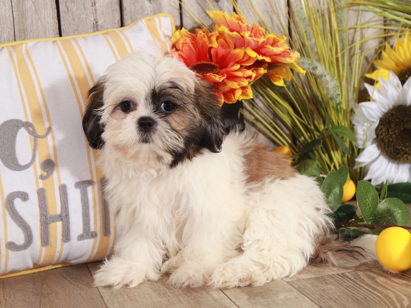 Lucy - Wonderful Shih-Tzu - Image 4